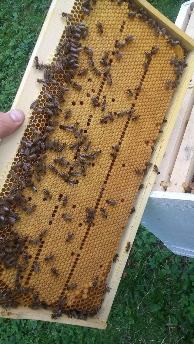 LEGLO MLADE, KVALITETNE MATICE