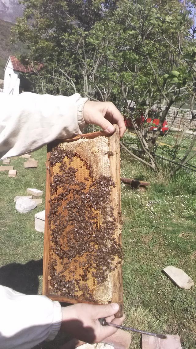 DOBAR PROLJETNJI RAZVOJ