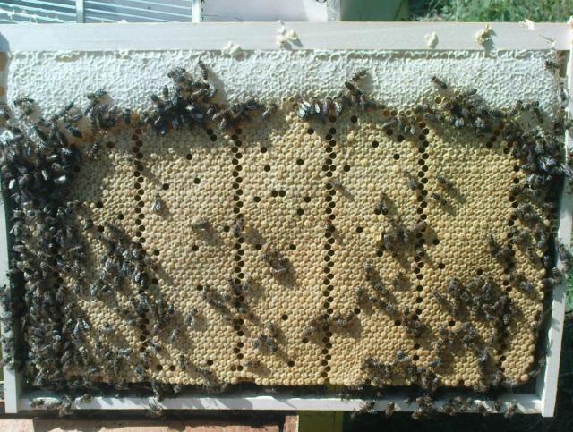 PRVO LEGLO KVALITETNE MATICE