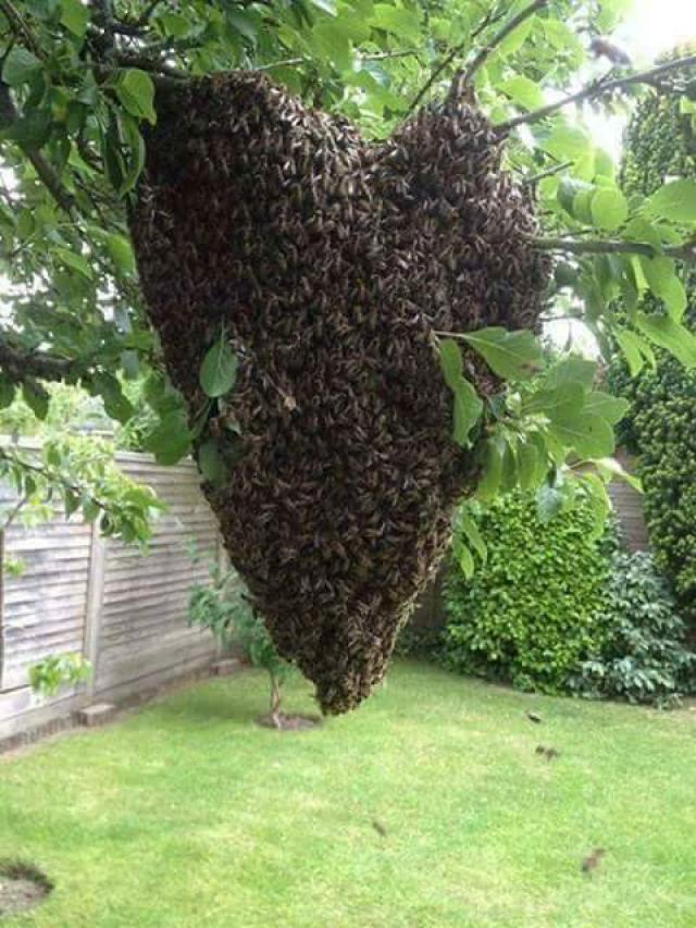 VIŠE SPOJENIH ROJEVA